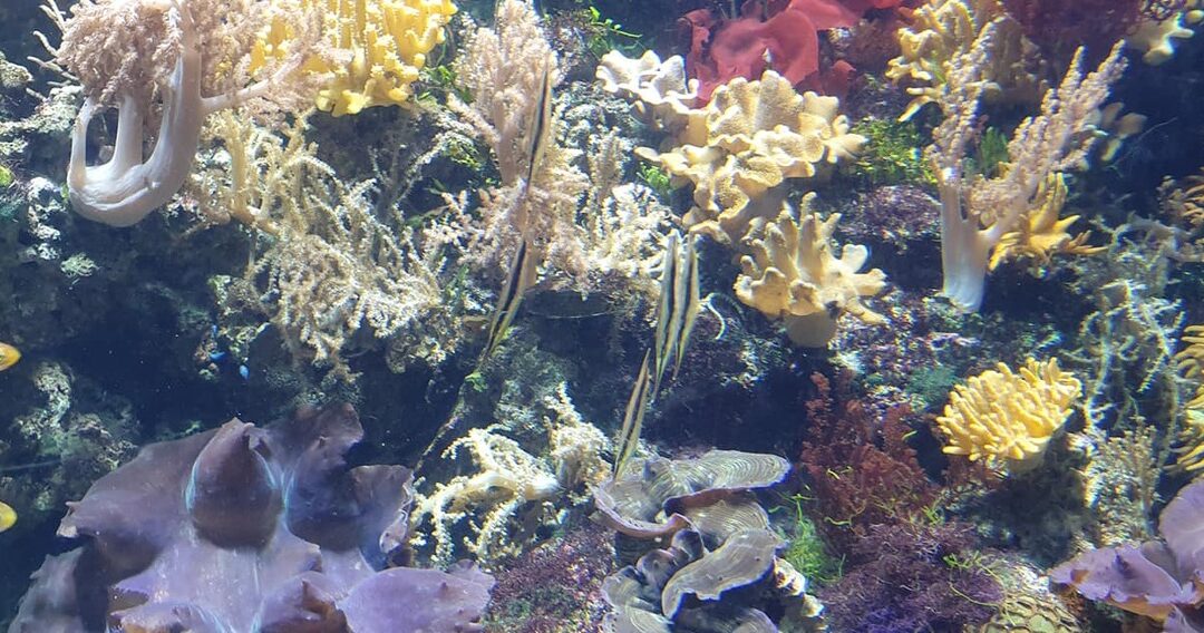Adventure Without End: Underwater World Singapore