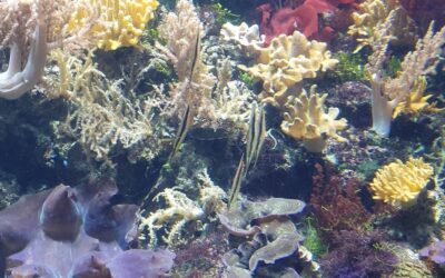 Бесконечное приключение: Underwater World в Сингапуре