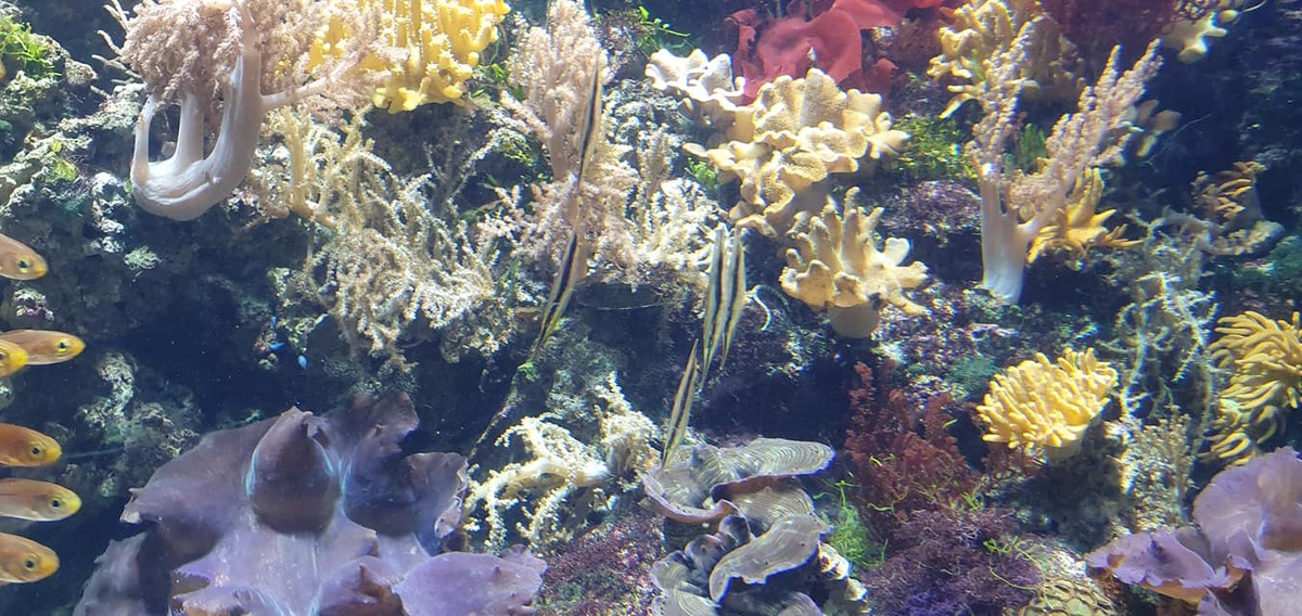Coral reef display at Underwater World Singapore