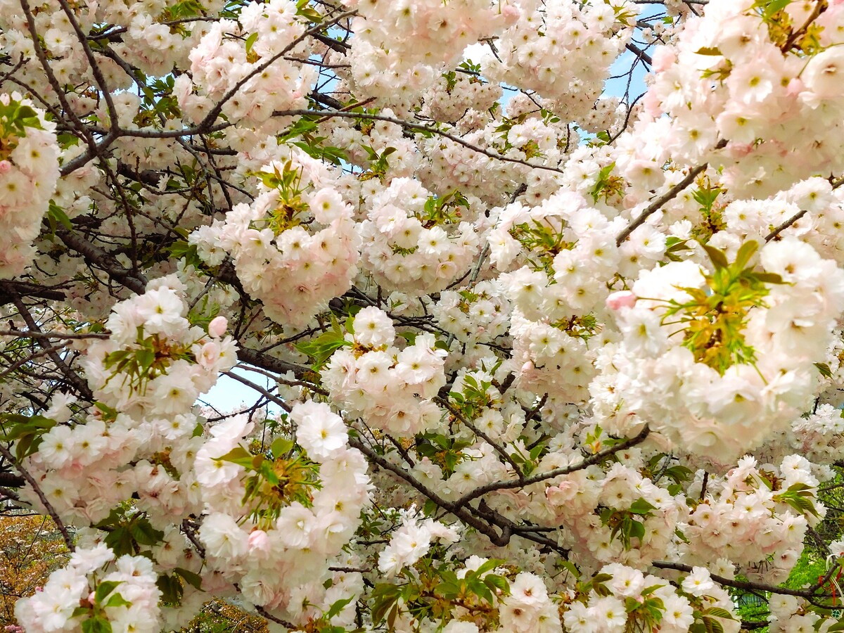 The Japanese cherry blossoms in front of the National Library