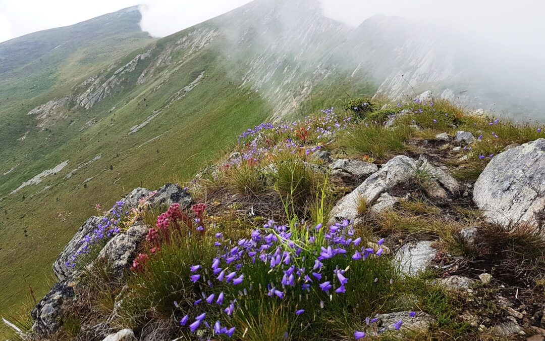 Kom-Emine: Along the Spine of the Balkan Mountains II