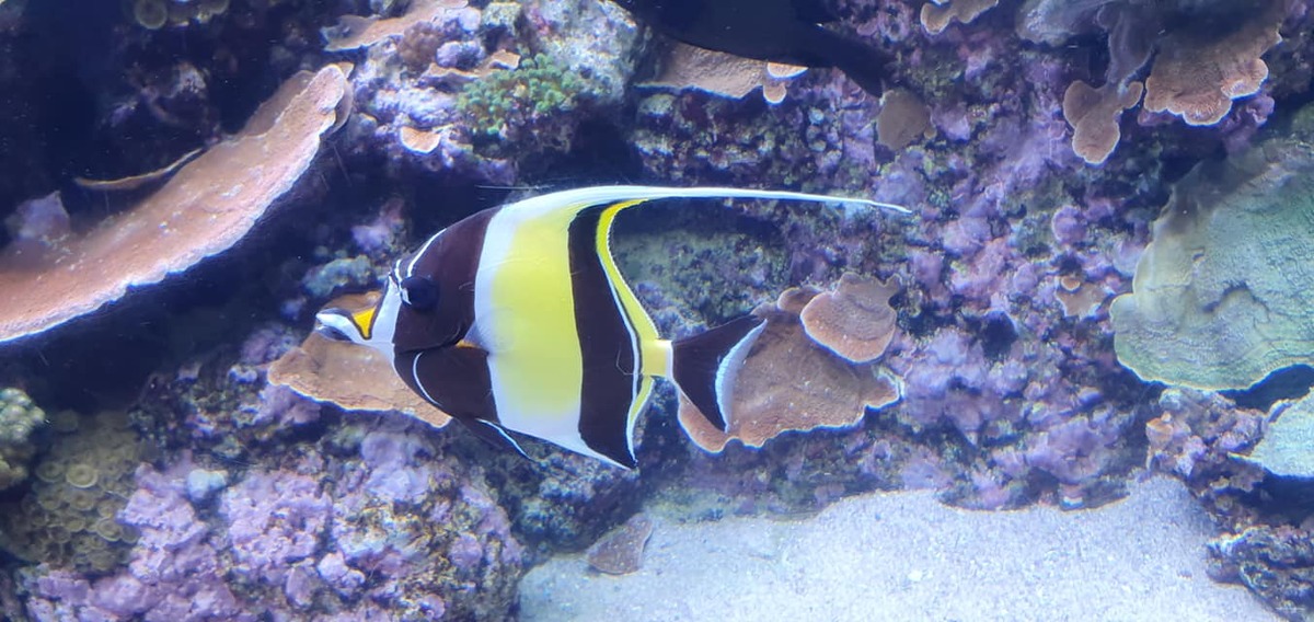 Bright tropical fish at Underwater World