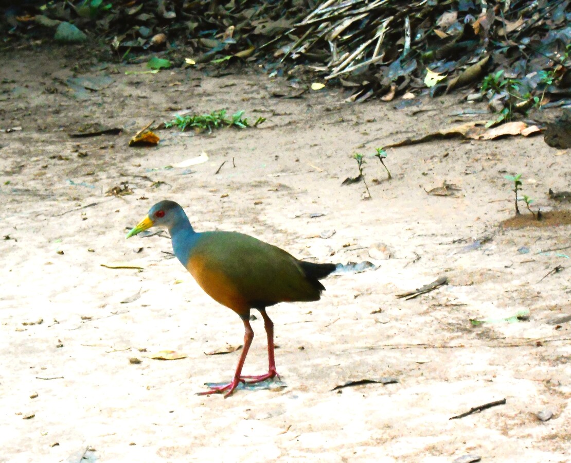 Серошейный лесной щеглен (Aramides cajaneus) в Амазонии