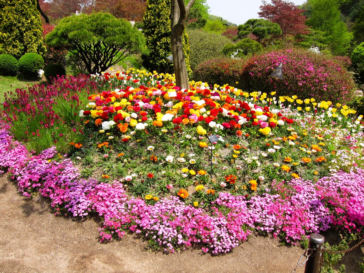 From the Garden of Morning Calm