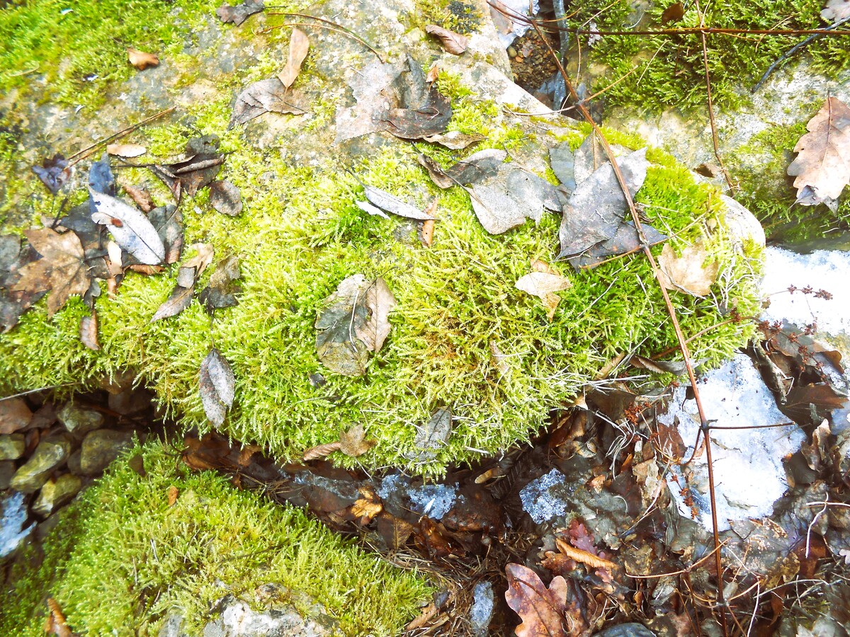 The Kingdom of Moss in Vratsata