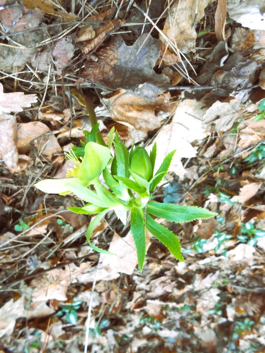 Kukuryak - the first harbinger of spring