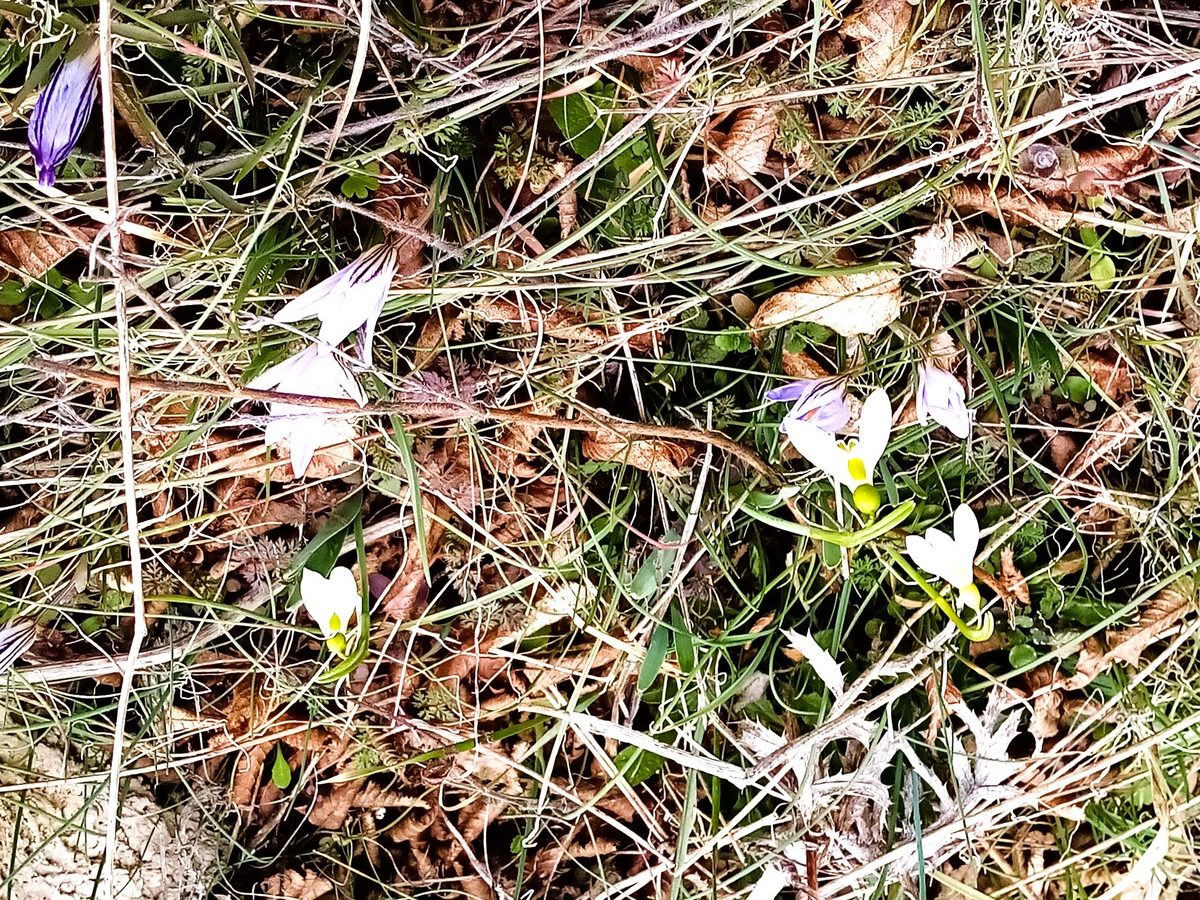Snowdrops – the first spring flowers in Veslets