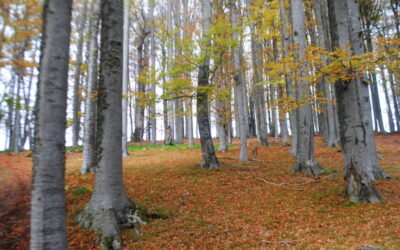 Връх Богдан – дар от Бога в Средна гора